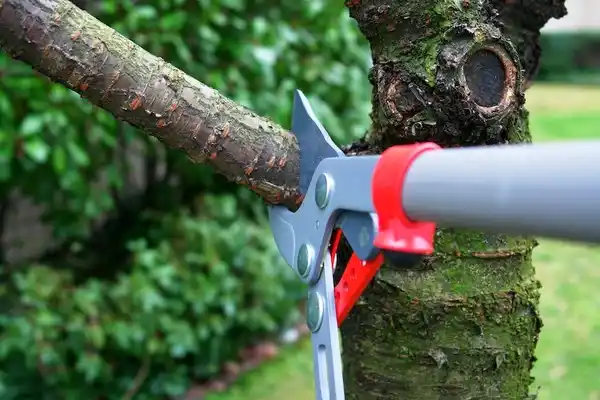 tree services Oak Level